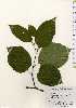  ( - TW023671)  @11 [ ] Copyright (2021) Unspecified Forestry and Forest Products Research Institute