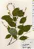  ( - TW023680)  @11 [ ] Copyright (2021) Unspecified Forestry and Forest Products Research Institute