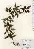  ( - TW023683)  @11 [ ] Copyright (2021) Unspecified Forestry and Forest Products Research Institute