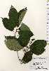  ( - TW023687)  @11 [ ] Copyright (2021) Unspecified Forestry and Forest Products Research Institute