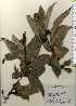  ( - TW023696)  @11 [ ] Copyright (2021) Unspecified Forestry and Forest Products Research Institute