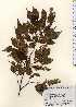  ( - TW023702)  @11 [ ] Copyright (2021) Unspecified Forestry and Forest Products Research Institute