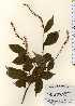  ( - TW023703)  @11 [ ] Copyright (2021) Unspecified Forestry and Forest Products Research Institute
