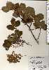  ( - TW023718)  @11 [ ] Copyright (2021) Unspecified Forestry and Forest Products Research Institute