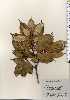  ( - TW023719)  @11 [ ] Copyright (2021) Unspecified Forestry and Forest Products Research Institute