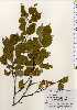  ( - TW023721)  @11 [ ] Copyright (2021) Unspecified Forestry and Forest Products Research Institute