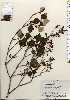  ( - TW023731)  @11 [ ] Copyright (2021) Unspecified Forestry and Forest Products Research Institute