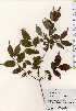  ( - TW023734)  @11 [ ] Copyright (2021) Unspecified Forestry and Forest Products Research Institute
