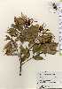  ( - TW023735)  @11 [ ] Copyright (2021) Unspecified Forestry and Forest Products Research Institute