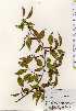  ( - TW023739)  @11 [ ] Copyright (2021) Unspecified Forestry and Forest Products Research Institute