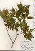  ( - TW023740)  @11 [ ] Copyright (2021) Unspecified Forestry and Forest Products Research Institute