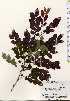  ( - TW023741)  @11 [ ] Copyright (2021) Unspecified Forestry and Forest Products Research Institute