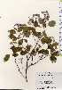  ( - TW023744)  @11 [ ] Copyright (2021) Unspecified Forestry and Forest Products Research Institute