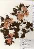  ( - TW023745)  @11 [ ] Copyright (2021) Unspecified Forestry and Forest Products Research Institute
