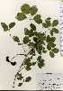  ( - TW023753)  @11 [ ] Copyright (2021) Unspecified Forestry and Forest Products Research Institute