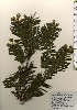  ( - TW023970)  @11 [ ] Copyright (2021) Unspecified Forestry and Forest Products Research Institute