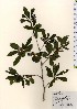  ( - TW023975)  @11 [ ] Copyright (2021) Unspecified Forestry and Forest Products Research Institute