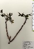  ( - TW023992)  @11 [ ] Copyright (2021) Unspecified Forestry and Forest Products Research Institute