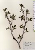  ( - TW023999)  @11 [ ] Copyright (2021) Unspecified Forestry and Forest Products Research Institute