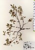  ( - TW024001)  @11 [ ] Copyright (2021) Unspecified Forestry and Forest Products Research Institute