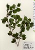  (Ilex macropoda - TW024009)  @11 [ ] Copyright (2021) Unspecified Forestry and Forest Products Research Institute