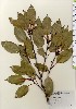  ( - TW024010)  @11 [ ] Copyright (2021) Unspecified Forestry and Forest Products Research Institute