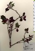  ( - TW024025)  @11 [ ] Copyright (2021) Unspecified Forestry and Forest Products Research Institute