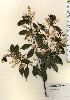  ( - TW024026)  @11 [ ] Copyright (2021) Unspecified Forestry and Forest Products Research Institute