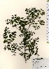  ( - TW024029)  @11 [ ] Copyright (2021) Unspecified Forestry and Forest Products Research Institute
