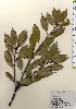  ( - TW024045)  @11 [ ] Copyright (2021) Unspecified Forestry and Forest Products Research Institute