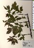  ( - TW024048)  @11 [ ] Copyright (2021) Unspecified Forestry and Forest Products Research Institute