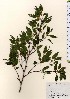  ( - TW024049)  @11 [ ] Copyright (2021) Unspecified Forestry and Forest Products Research Institute