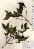  ( - TW024054)  @11 [ ] Copyright (2021) Unspecified Forestry and Forest Products Research Institute