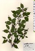  ( - TW024056)  @11 [ ] Copyright (2021) Unspecified Forestry and Forest Products Research Institute