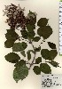  ( - TW024057)  @11 [ ] Copyright (2021) Unspecified Forestry and Forest Products Research Institute