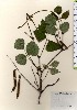  ( - TW024062)  @11 [ ] Copyright (2021) Unspecified Forestry and Forest Products Research Institute
