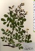  ( - TW024065)  @11 [ ] Copyright (2021) Unspecified Forestry and Forest Products Research Institute