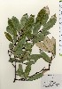  ( - TW024069)  @11 [ ] Copyright (2021) Unspecified Forestry and Forest Products Research Institute