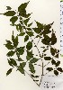  ( - TW024070)  @11 [ ] Copyright (2021) Unspecified Forestry and Forest Products Research Institute