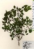  ( - TW024084)  @11 [ ] Copyright (2021) Unspecified Forestry and Forest Products Research Institute