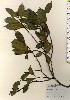  ( - TW024093)  @11 [ ] Copyright (2021) Unspecified Forestry and Forest Products Research Institute