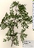  ( - TW024103)  @11 [ ] Copyright (2021) Unspecified Forestry and Forest Products Research Institute