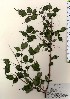  ( - TW024104)  @11 [ ] Copyright (2021) Unspecified Forestry and Forest Products Research Institute