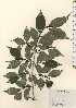  (Weigela decora var. decora - TW024166)  @11 [ ] Copyright (2021) Unspecified Forestry and Forest Products Research Institute