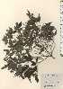  ( - TW024169)  @11 [ ] Copyright (2021) Unspecified Forestry and Forest Products Research Institute