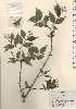  ( - TW024180)  @11 [ ] Copyright (2021) Unspecified Forestry and Forest Products Research Institute