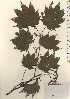 ( - TW024184)  @11 [ ] Copyright (2021) Unspecified Forestry and Forest Products Research Institute