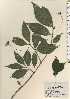  ( - TW024192)  @11 [ ] Copyright (2021) Unspecified Forestry and Forest Products Research Institute