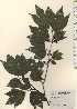  ( - TW024197)  @11 [ ] Copyright (2021) Unspecified Forestry and Forest Products Research Institute