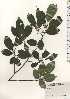 ( - TW024209)  @11 [ ] Copyright (2021) Unspecified Forestry and Forest Products Research Institute